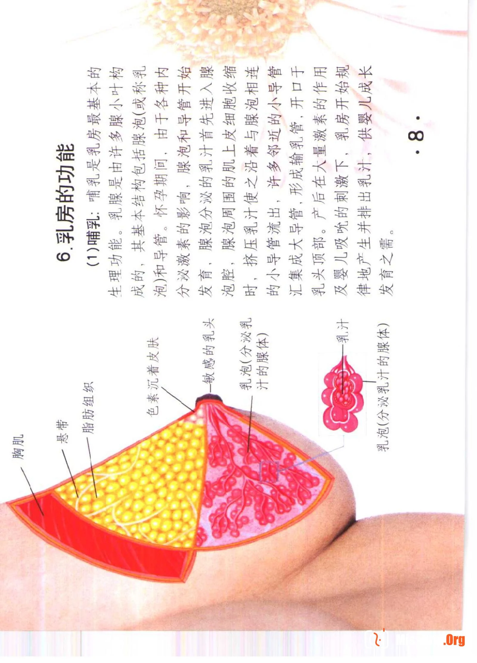 Color Atlas of Breast Massage - Photo 13