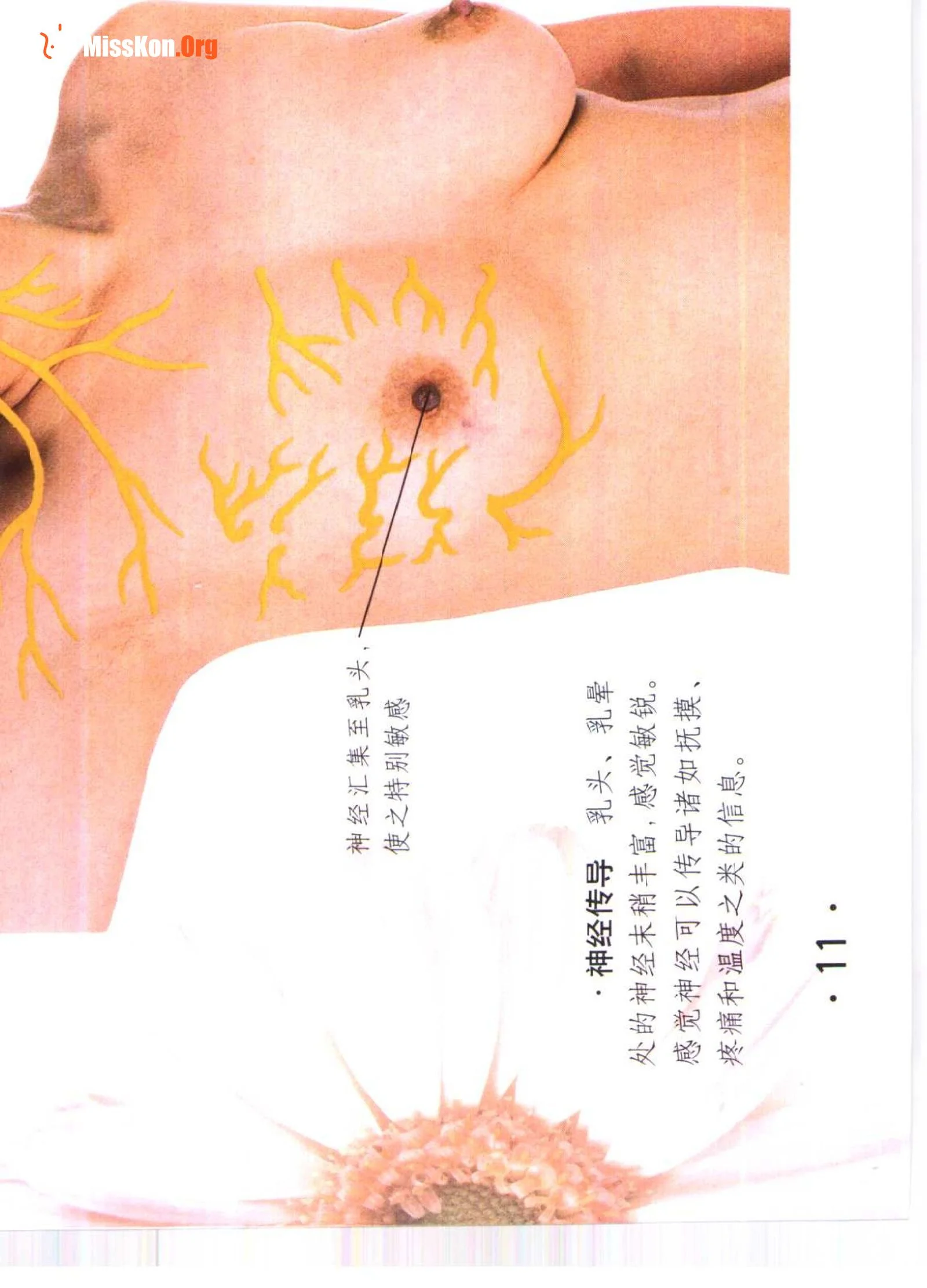 Color Atlas of Breast Massage - Photo 16