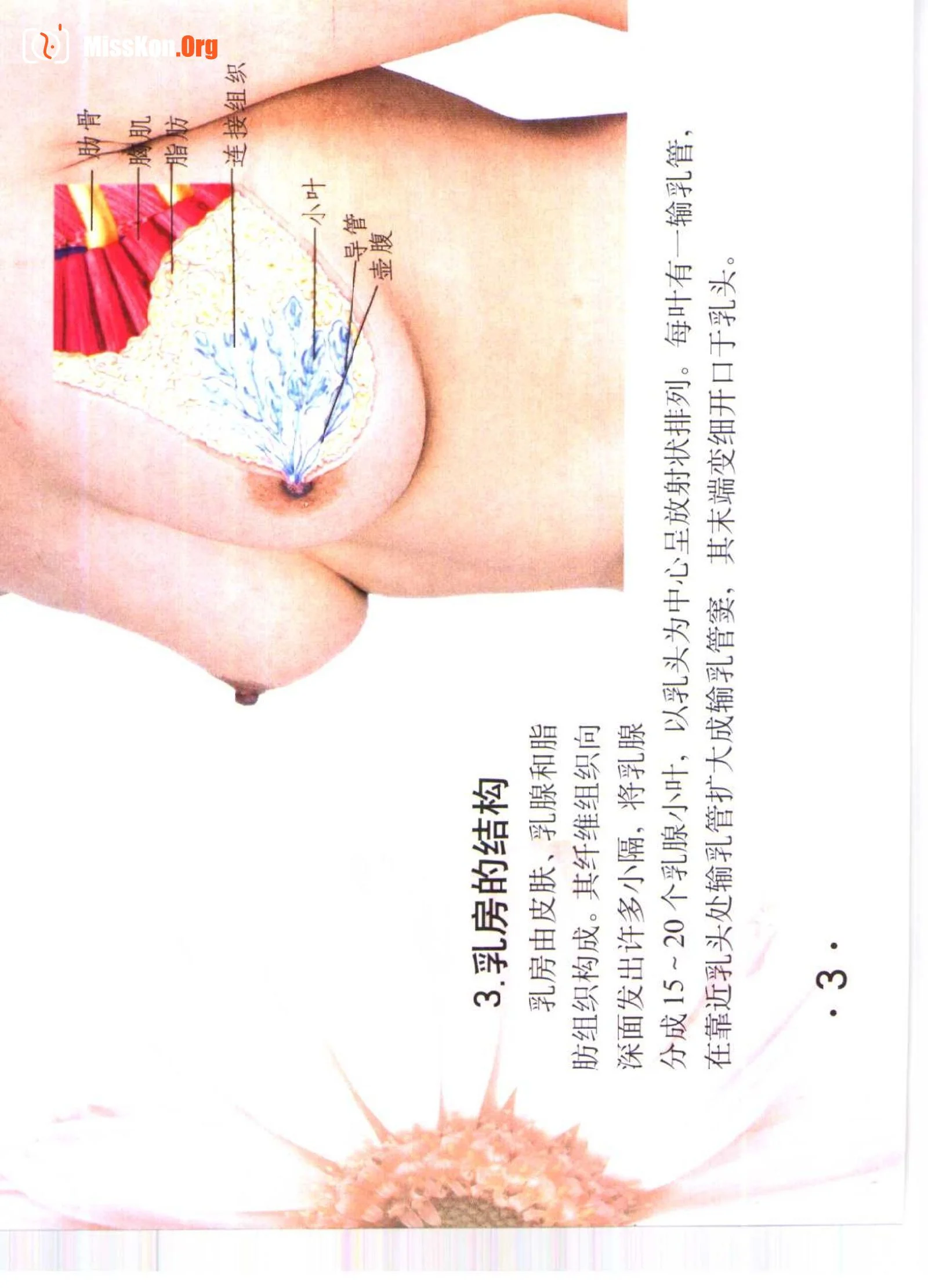 Color Atlas of Breast Massage - Photo 8