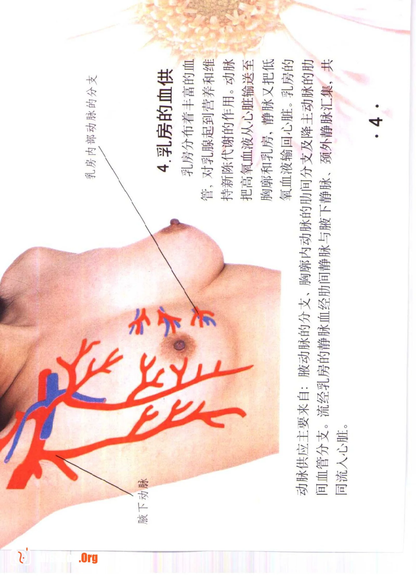 Color Atlas of Breast Massage - Photo 9