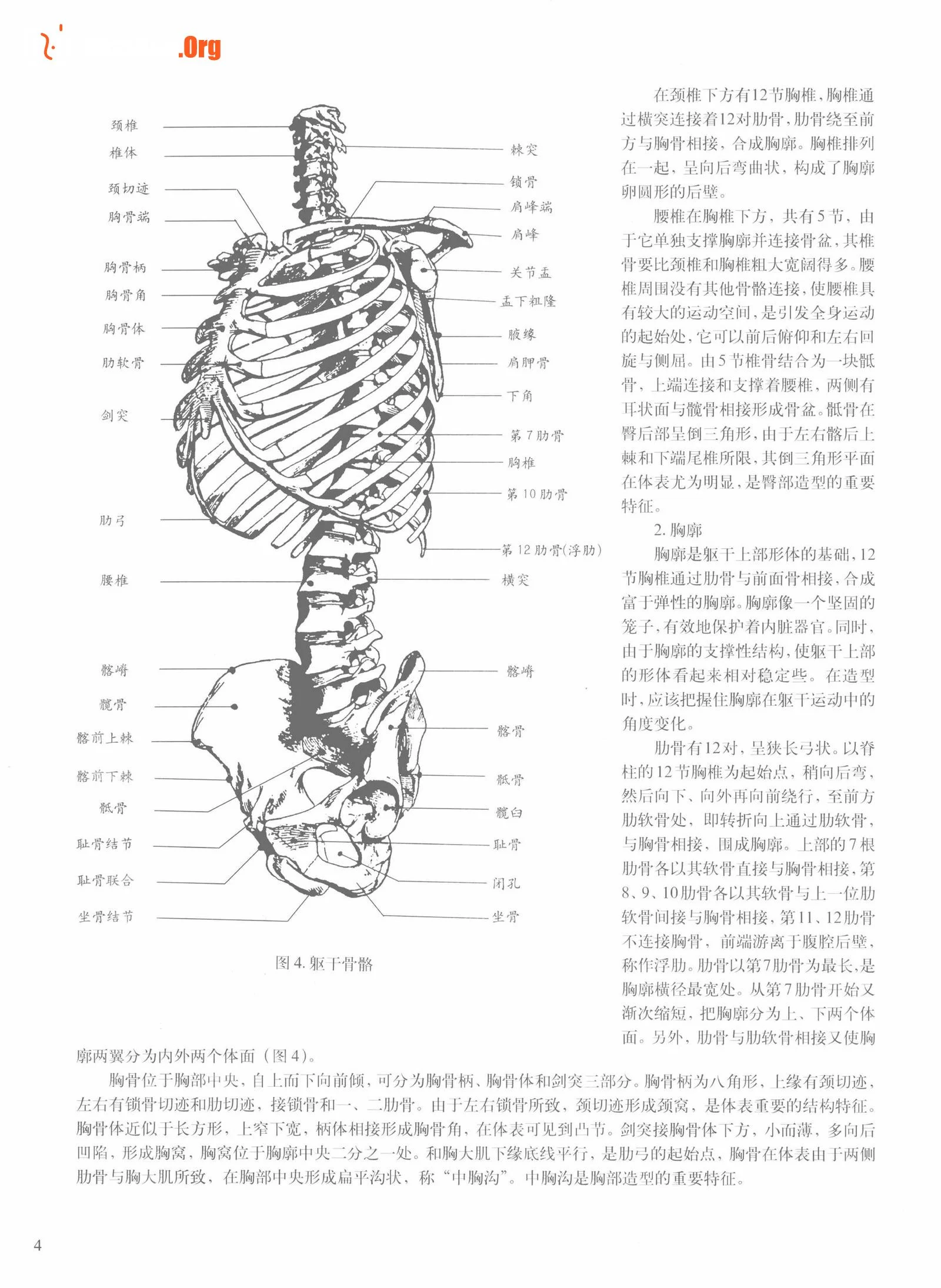 Female body sketching techniques (Anhui Fine Arts Publishing House) - Photo 10