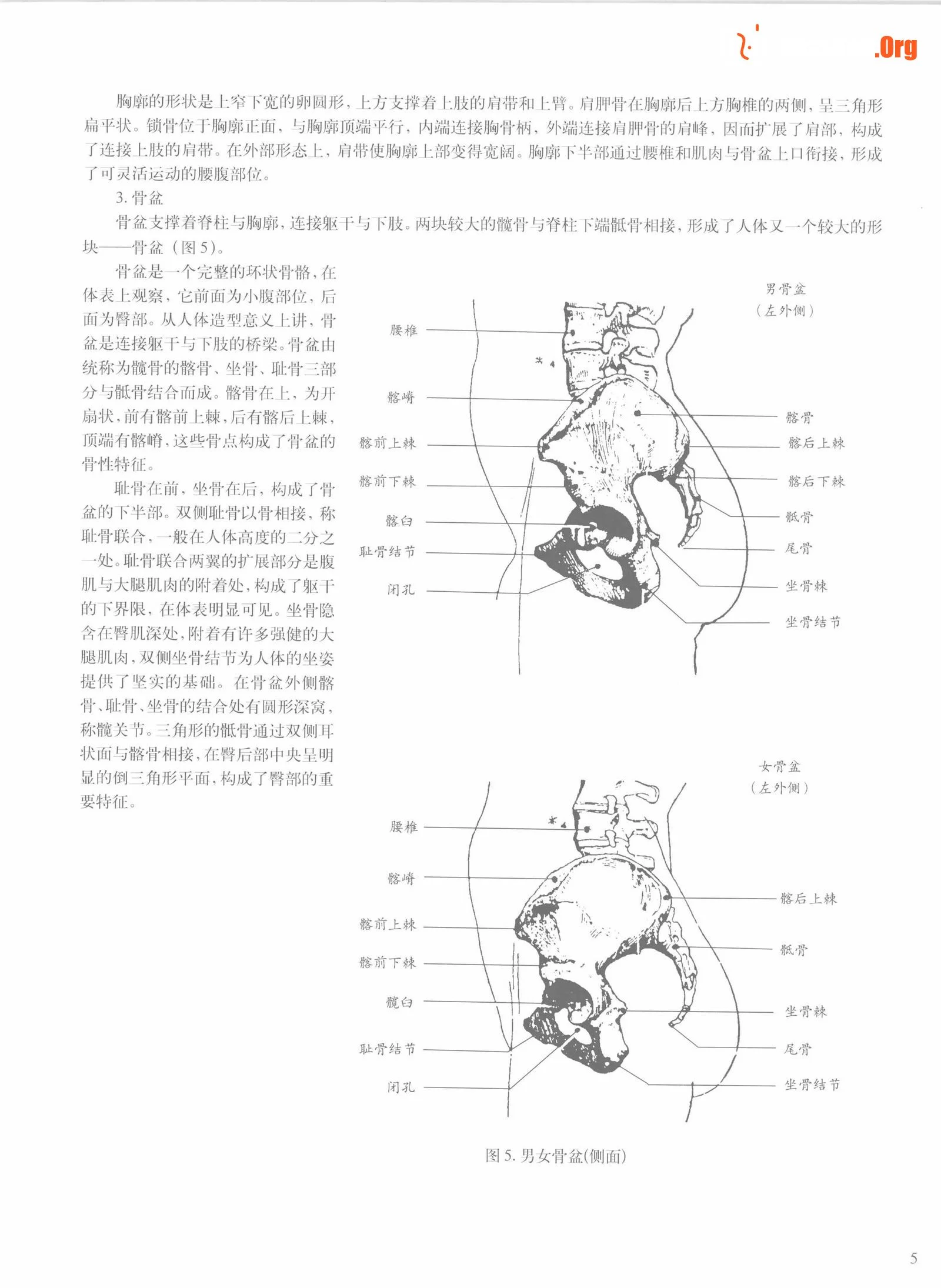 Female body sketching techniques (Anhui Fine Arts Publishing House) - Photo 11