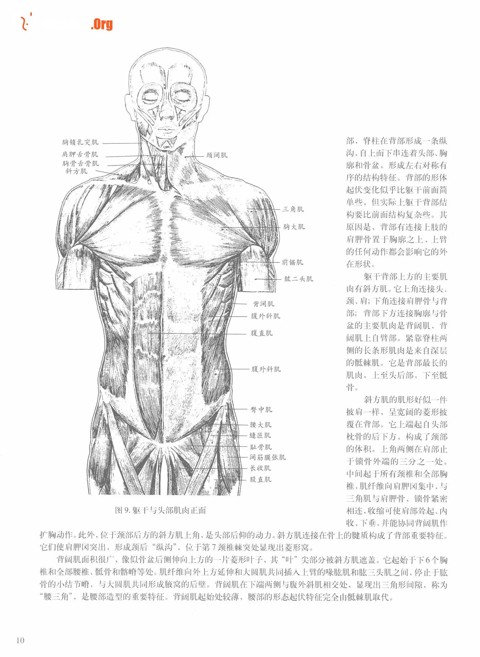 Female body sketching techniques (Anhui Fine Arts Publishing House) - Photo 16