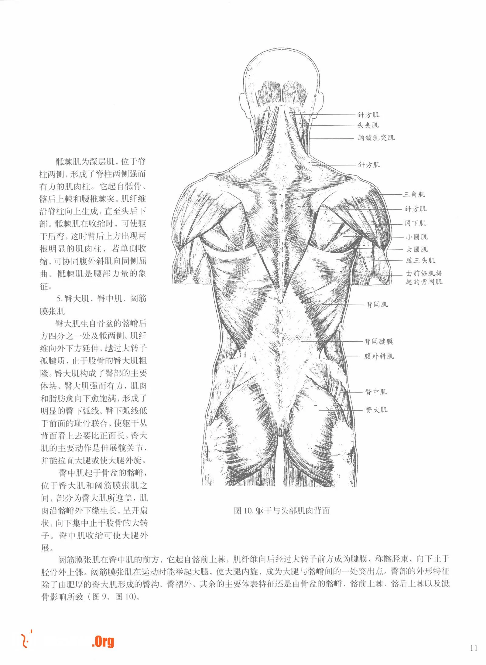 Female body sketching techniques (Anhui Fine Arts Publishing House) - Photo 17