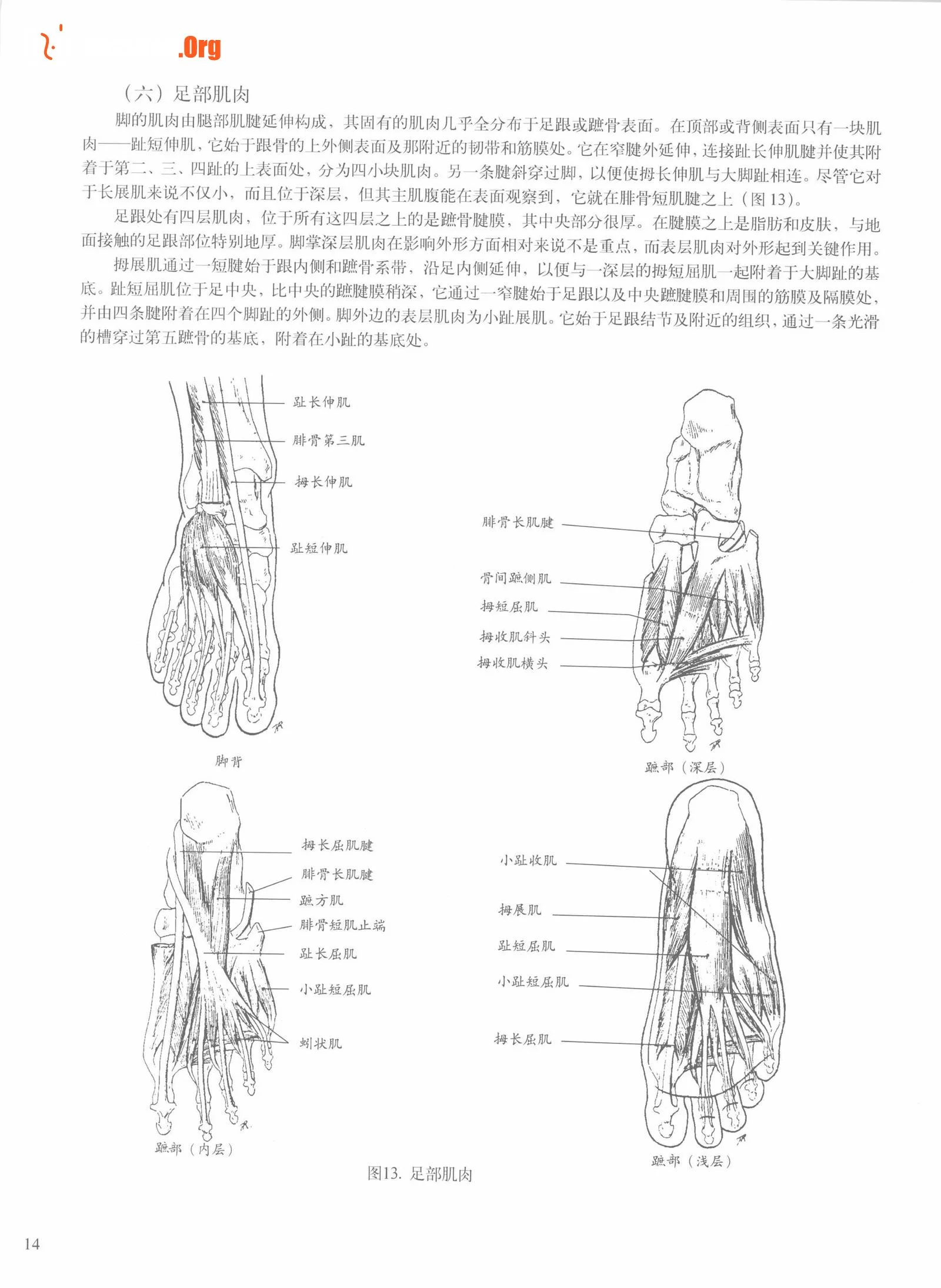 Female body sketching techniques (Anhui Fine Arts Publishing House) - Photo 20