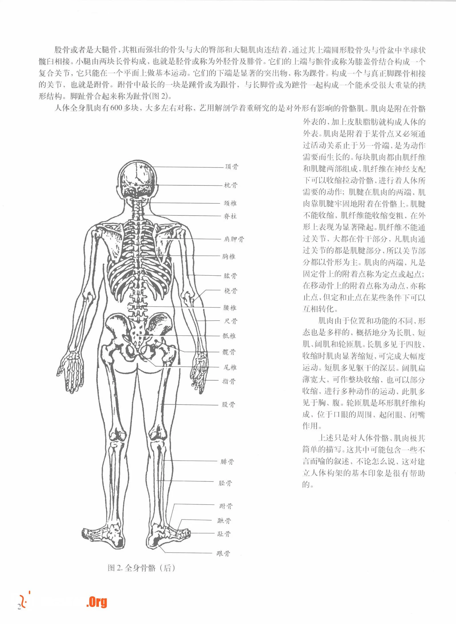 Female body sketching techniques (Anhui Fine Arts Publishing House) - Photo 8
