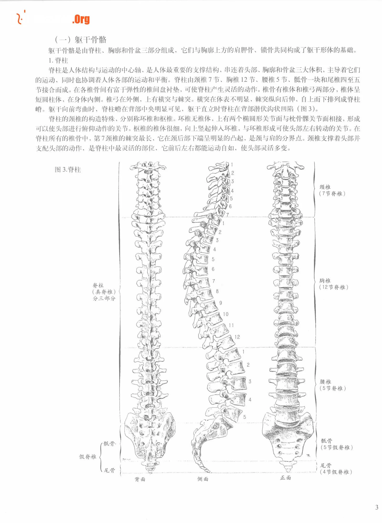 Female body sketching techniques (Anhui Fine Arts Publishing House) - Photo 9