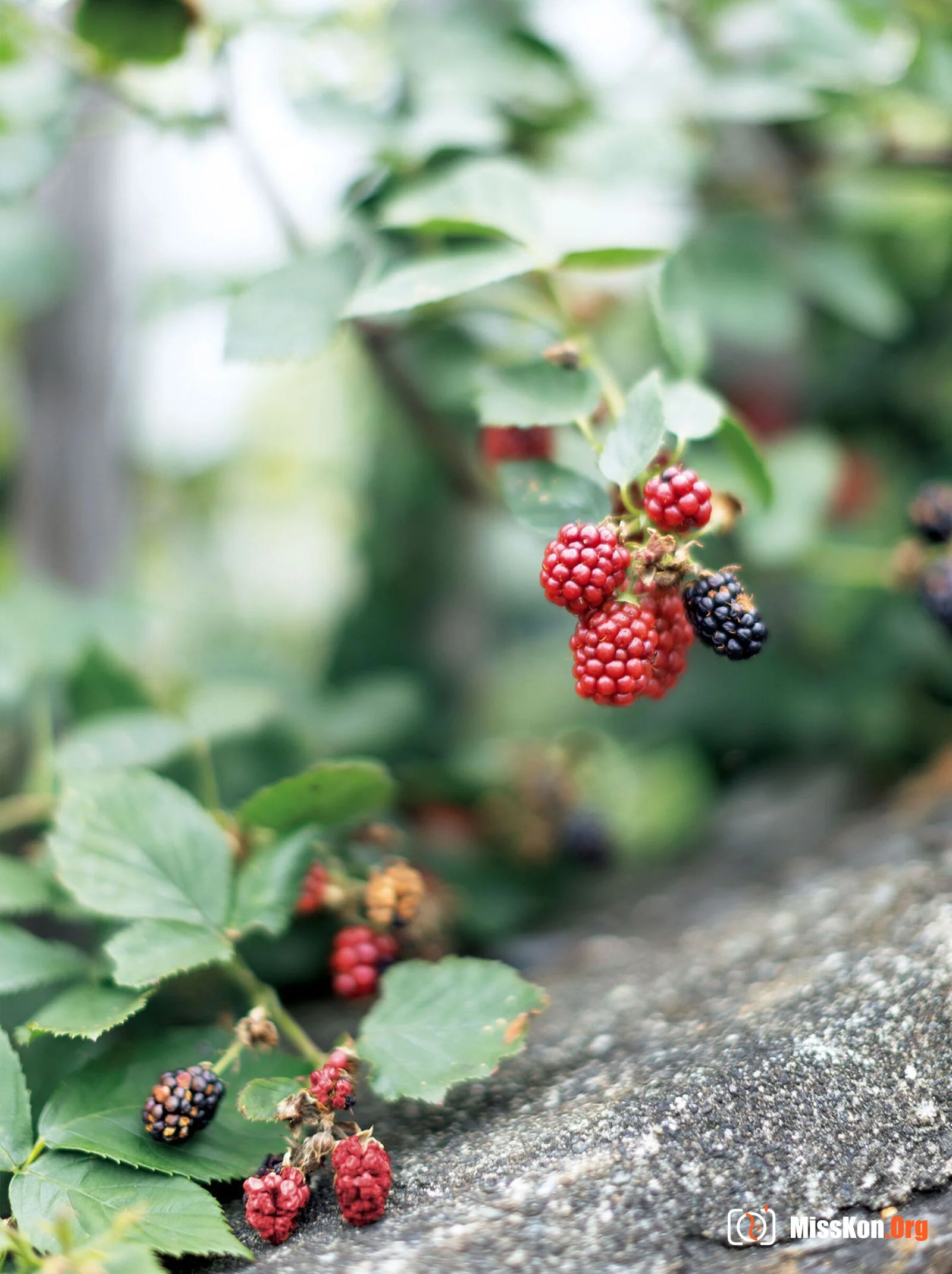 小凑四叶《电子版だけの特典画像つき 芽吹き》 - 照片 8