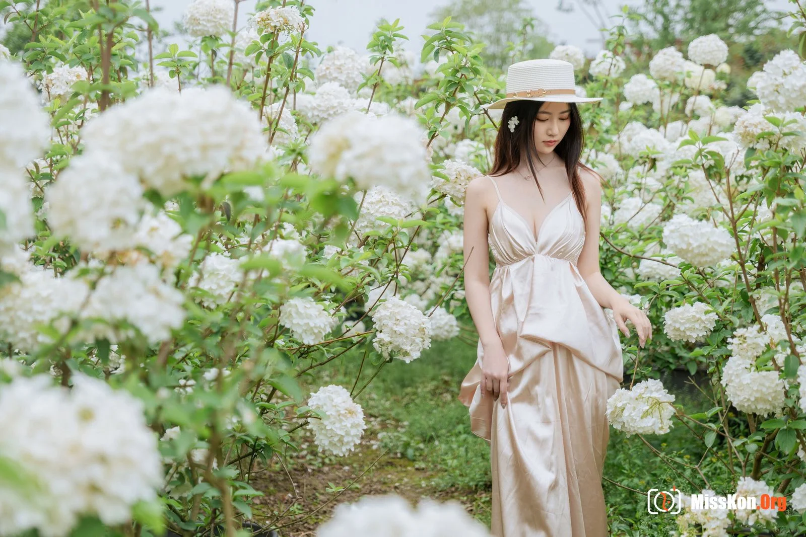 Hydrangea - Photo 3