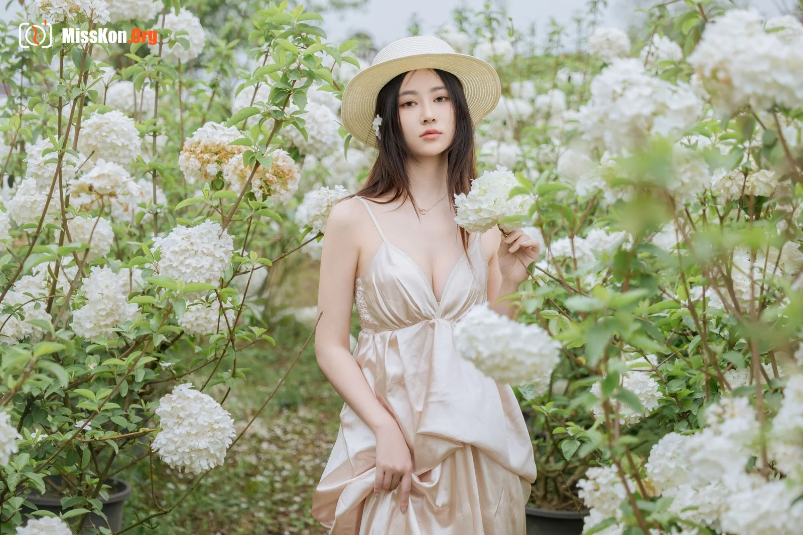 Hydrangea - Photo 4