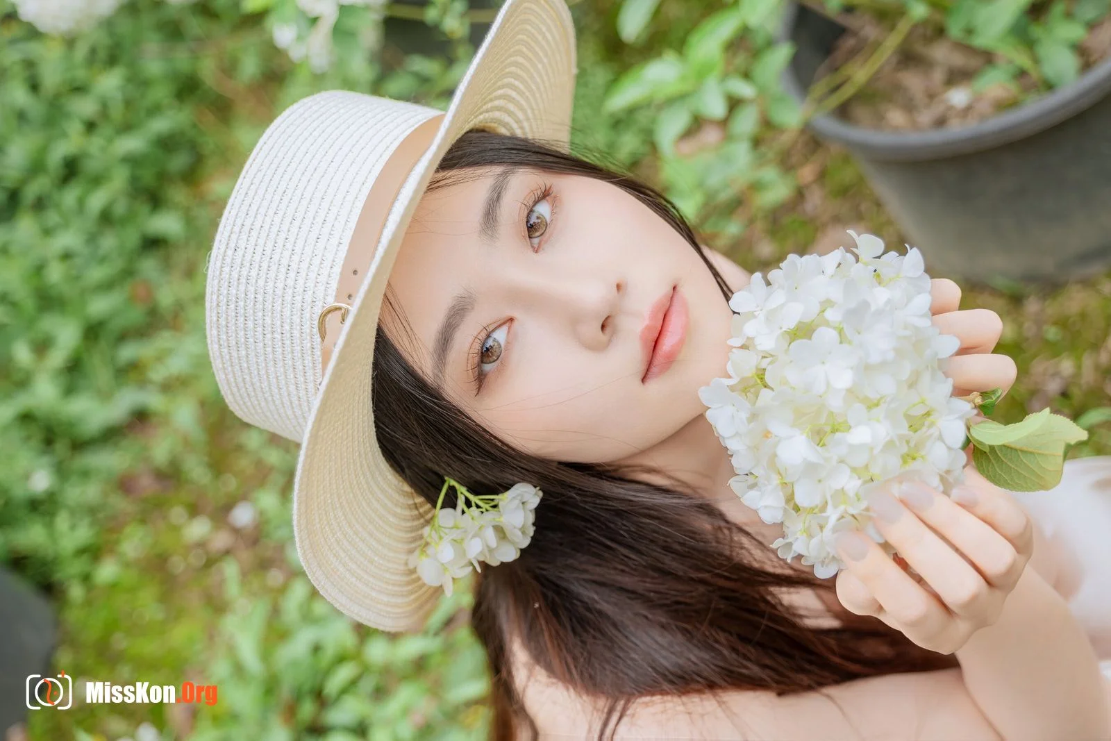 Hydrangea - Photo 52