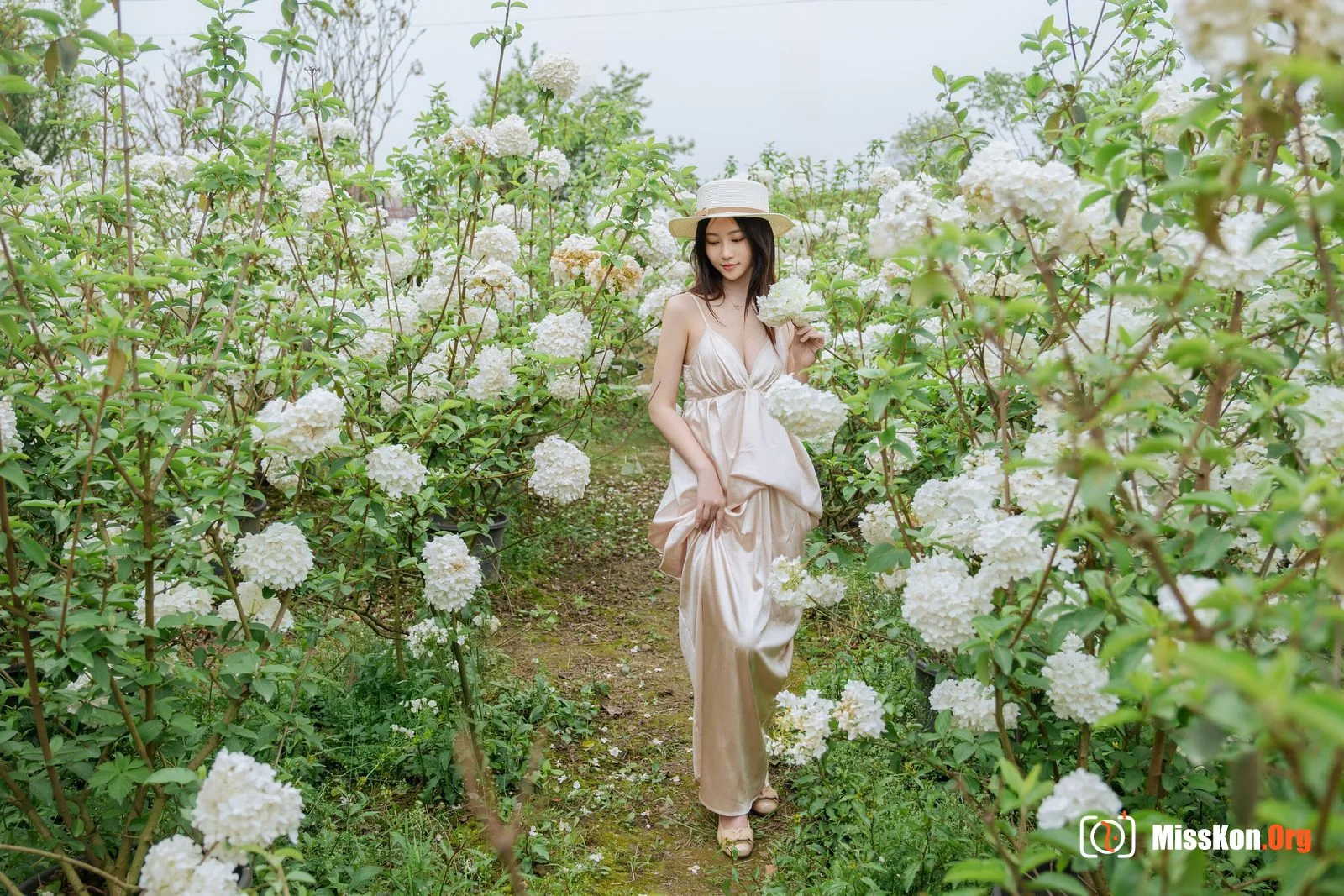 Hydrangea - Photo 6