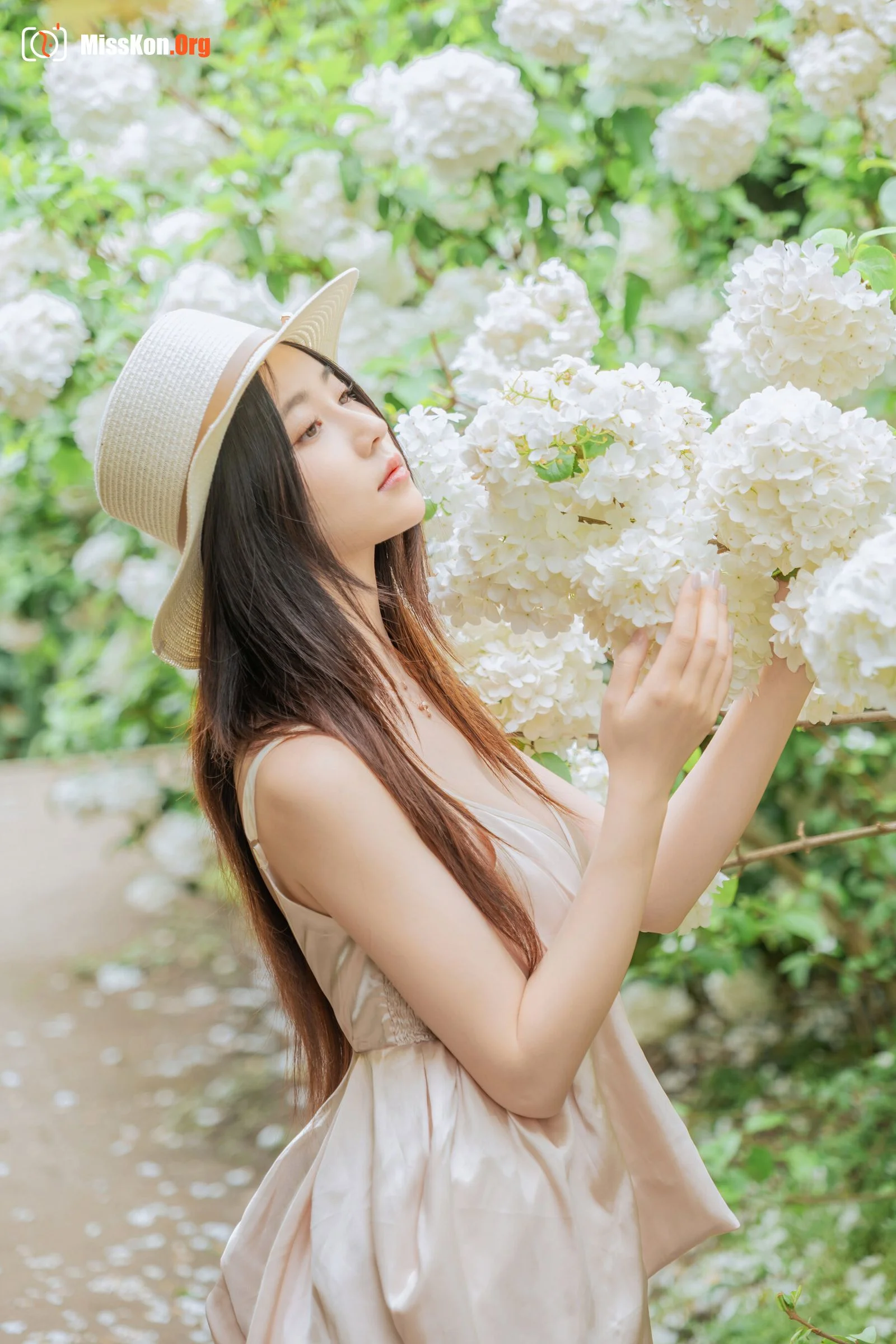 Hydrangea - Photo 71