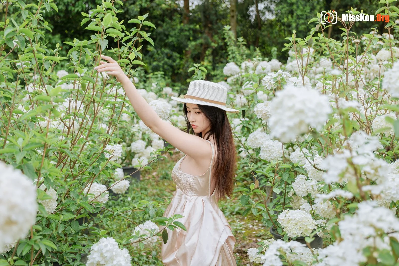 Hydrangea - Photo 8