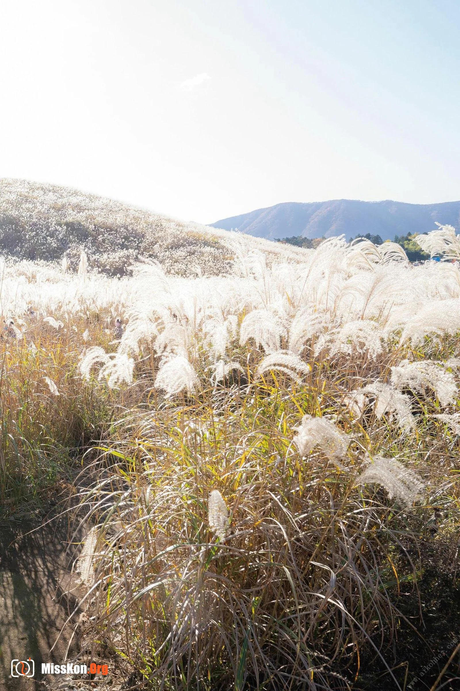 Kinoshita Rinko: Spring, Summer, Autumn, Winter "Late Autumn" - Photo 6