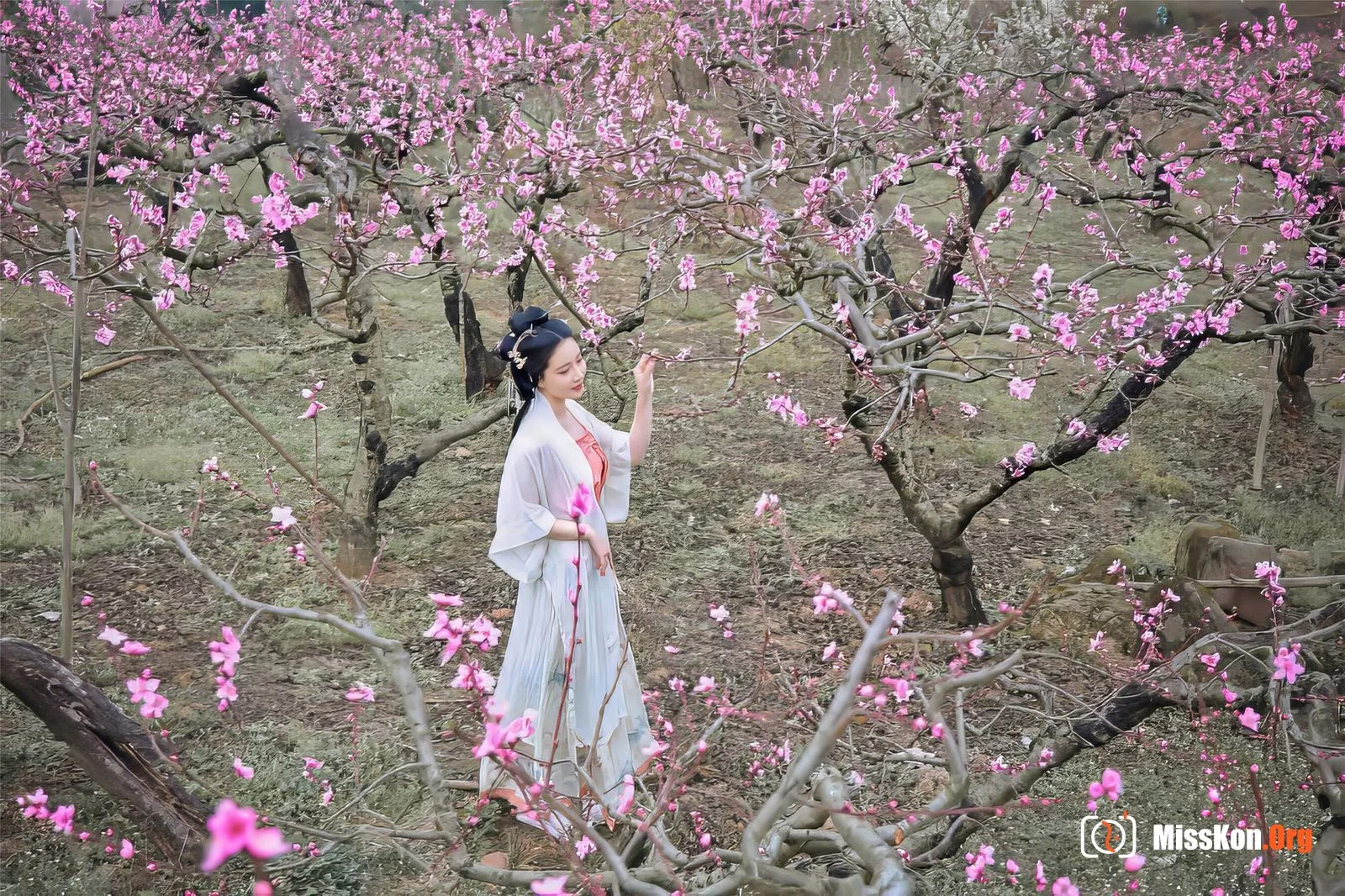 Nian Nian: March banyan tree - Photo 13