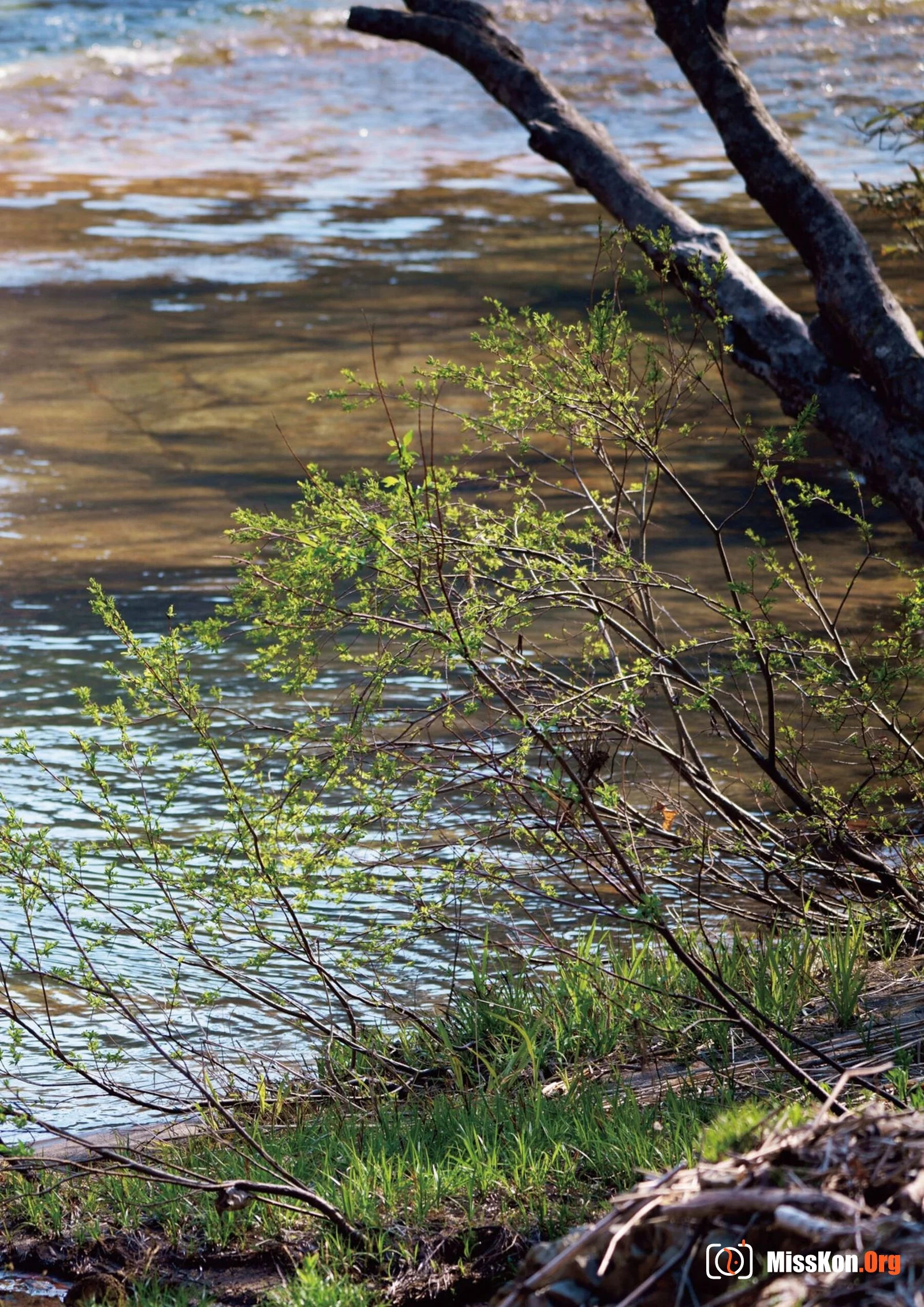 Water cherry: Trance - Photo 3