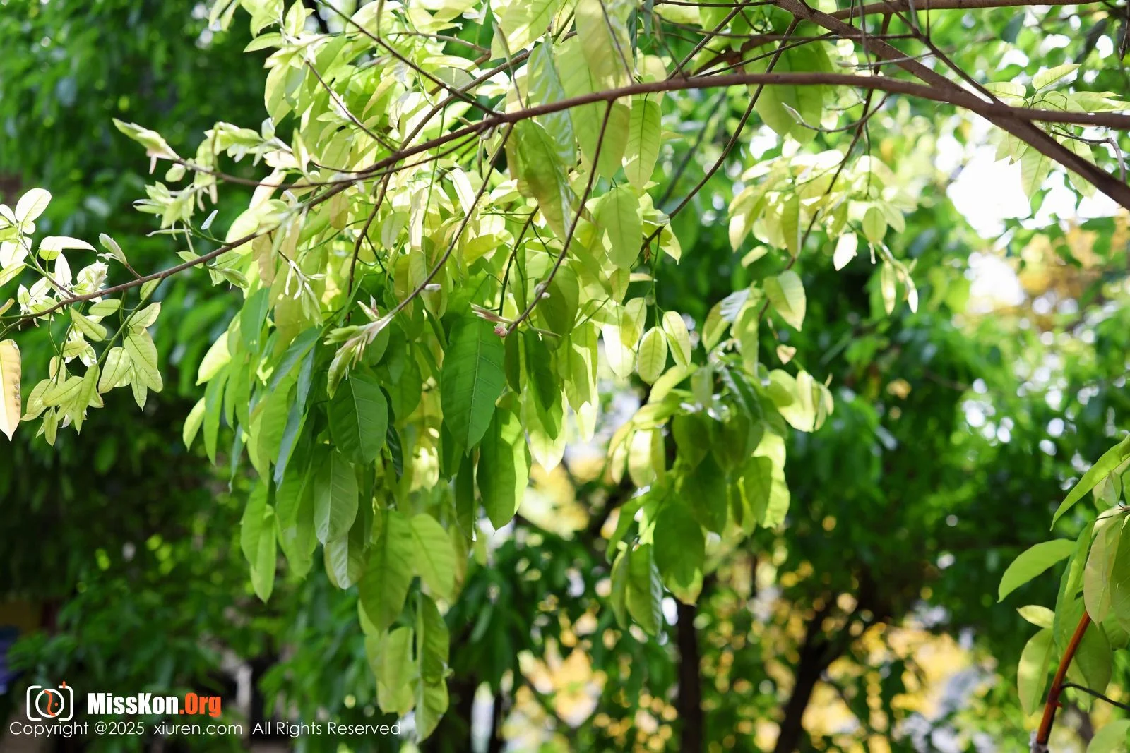 Xizi - Photo 13